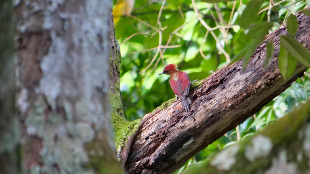 Banded Woodpecker - ML641038761