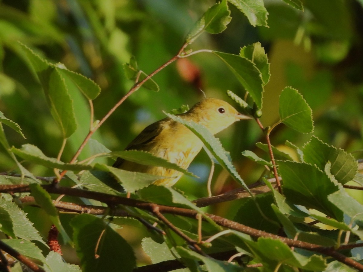 Yellow Warbler - ML641038770
