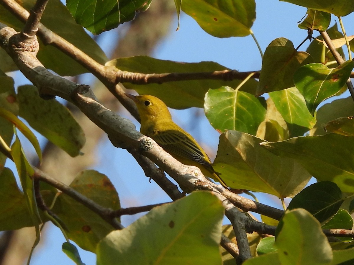 Yellow Warbler - ML641038771