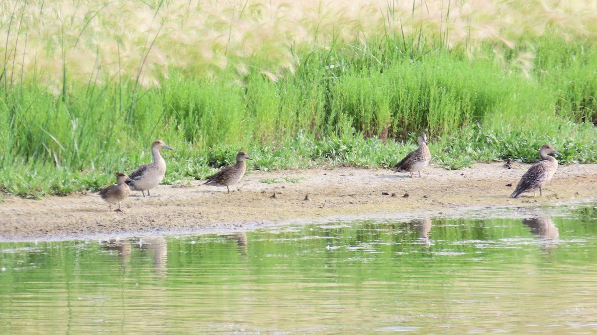 Northern Pintail - ML641038772