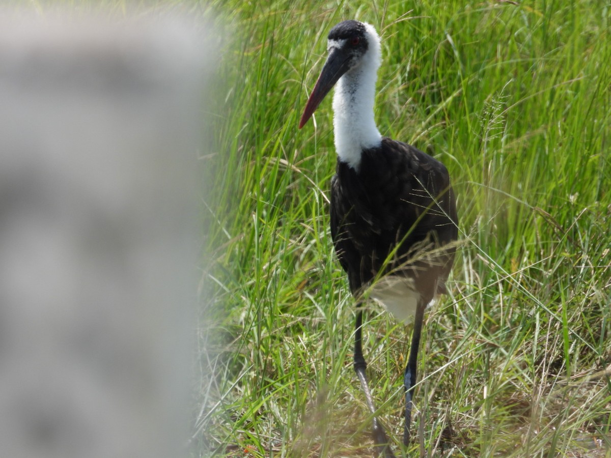 Cigogne à pattes noires - ML641038796