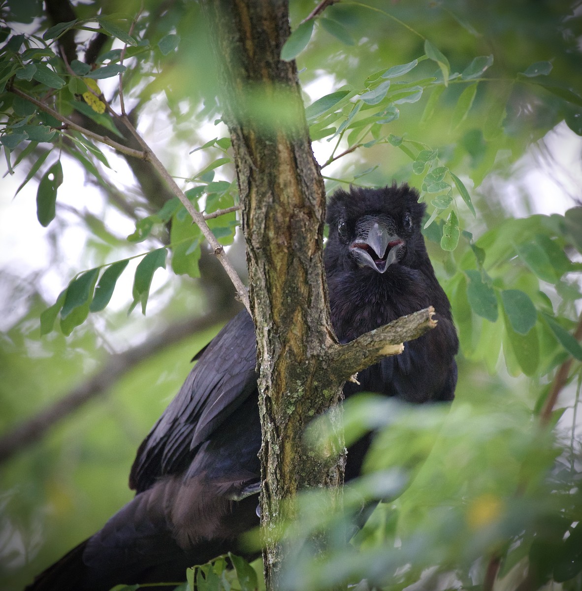Common Raven - ML641038814