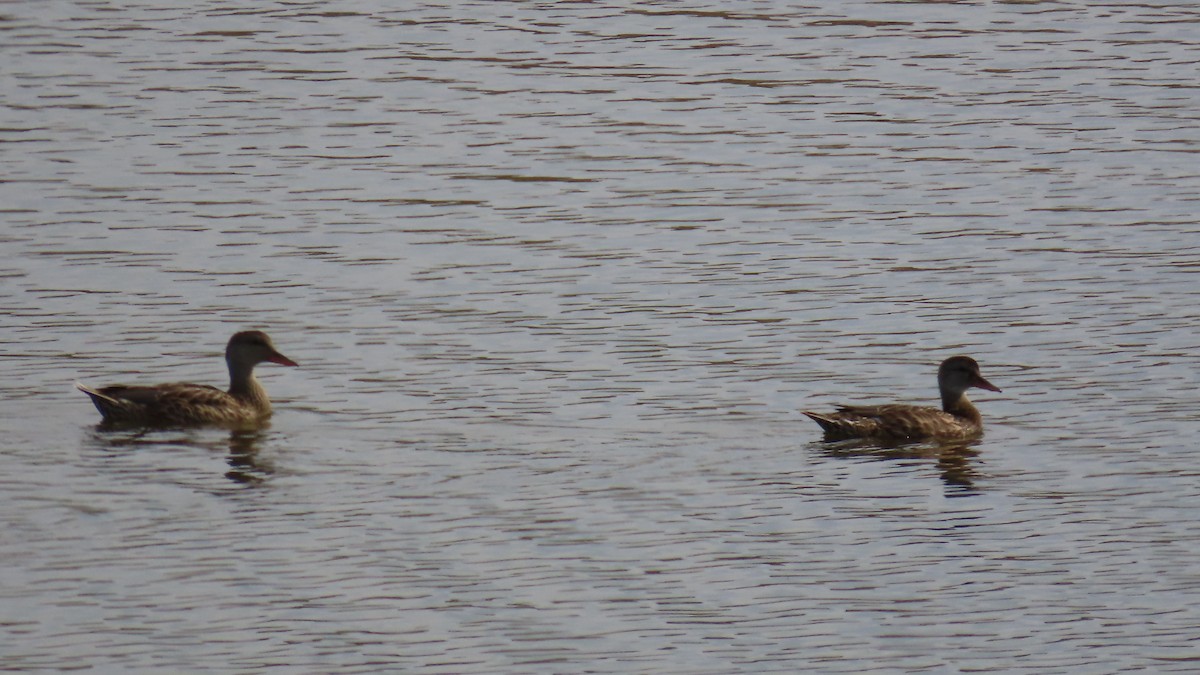 Gadwall - ML641038817