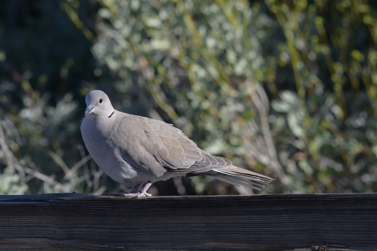 Eurasian Collared-Dove - ML641038818