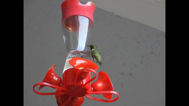 Ruby-throated Hummingbird - ML641038848