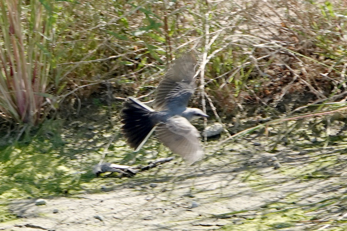 Western Kingbird - ML641038849