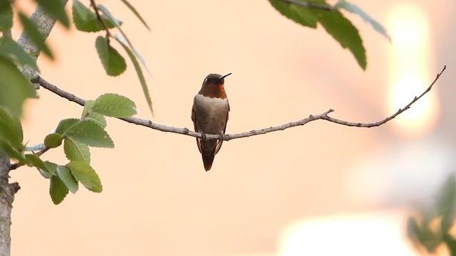Ruby-throated Hummingbird - ML641038850
