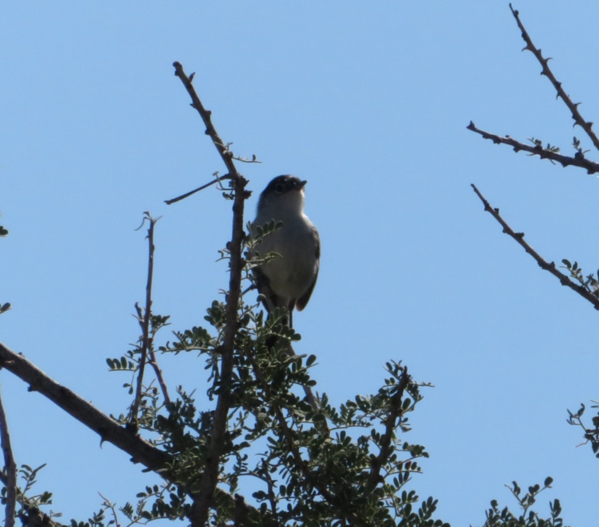 Black-tailed Gnatcatcher - ML641038852