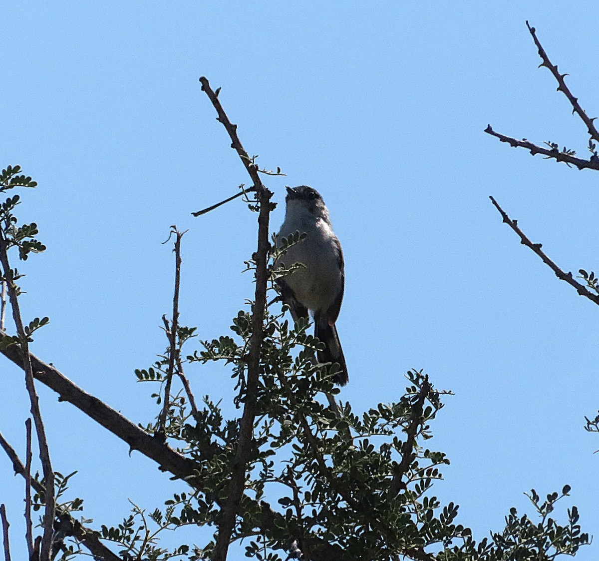 Black-tailed Gnatcatcher - ML641038861