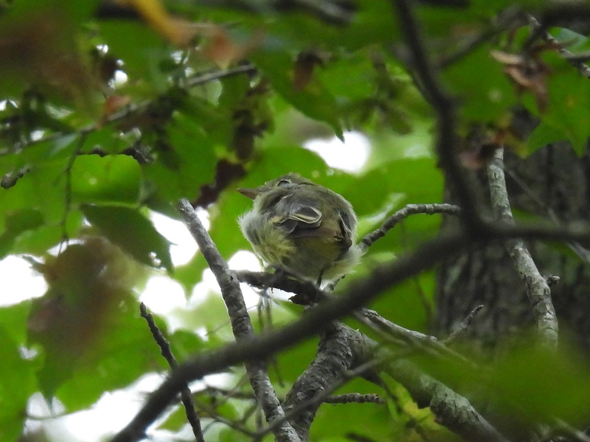 Acadian Flycatcher - ML641038878