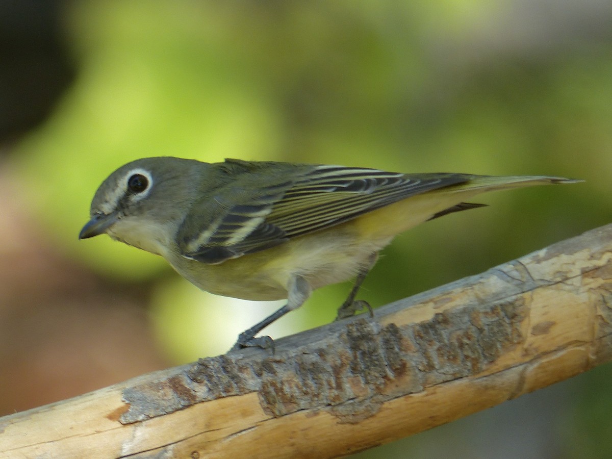 Cassin's Vireo - ML641038903