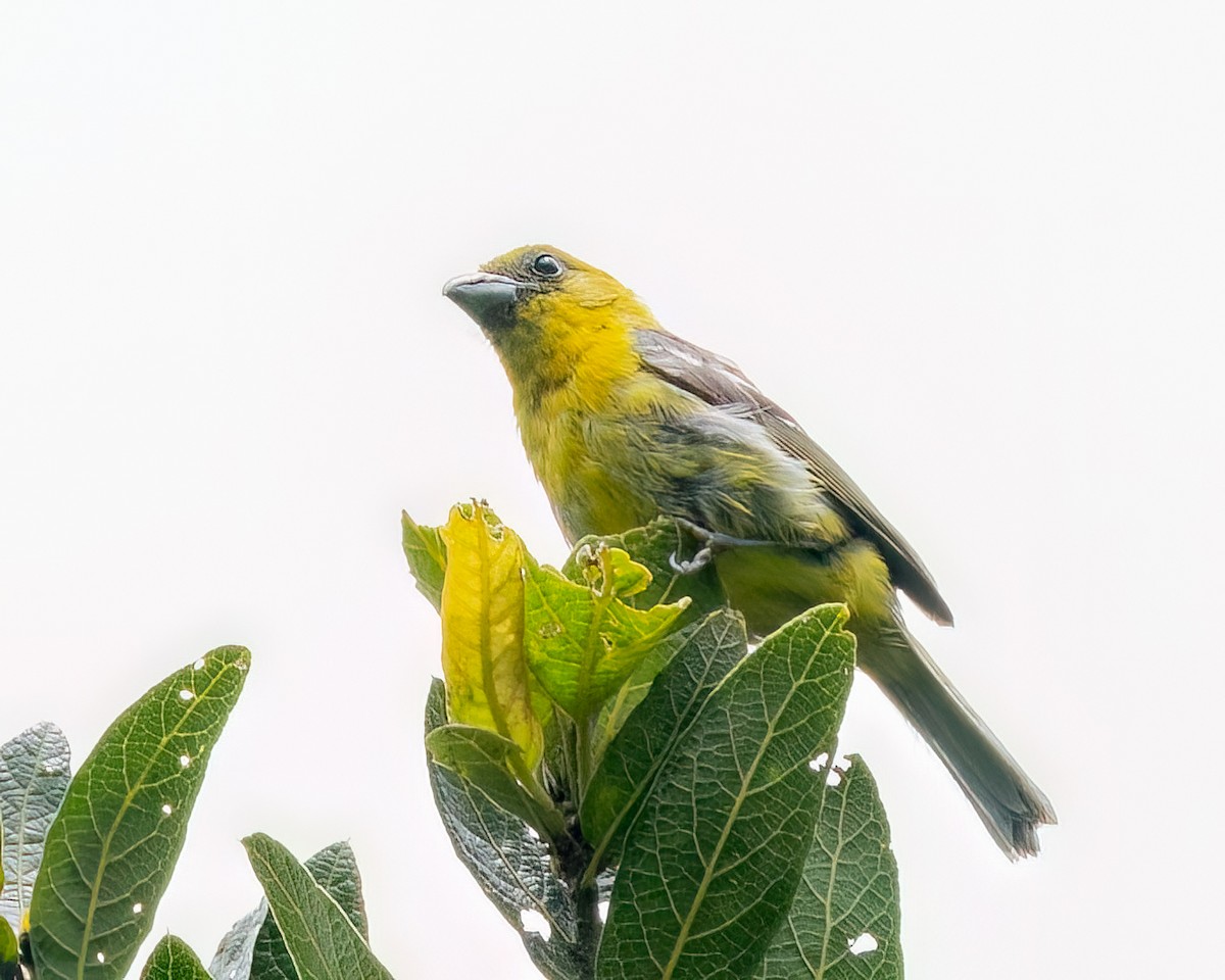 White-winged Tanager - ML641038905