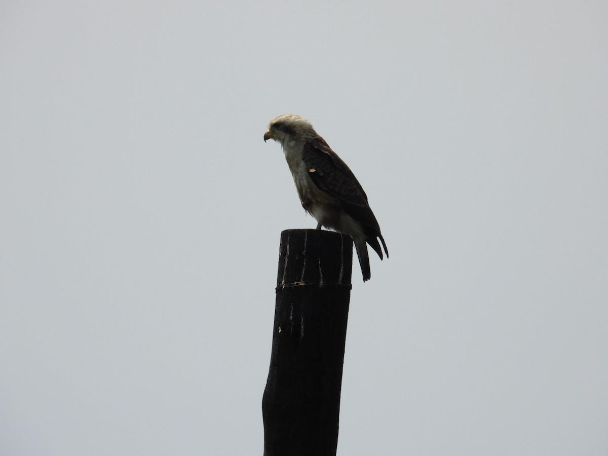 Western Banded Snake-Eagle - ML641038906