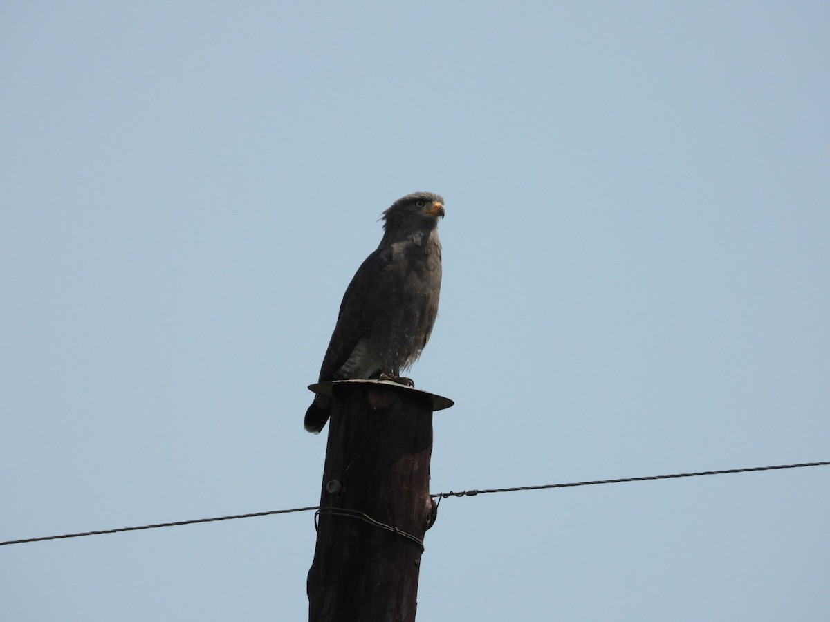 Western Banded Snake-Eagle - ML641038907