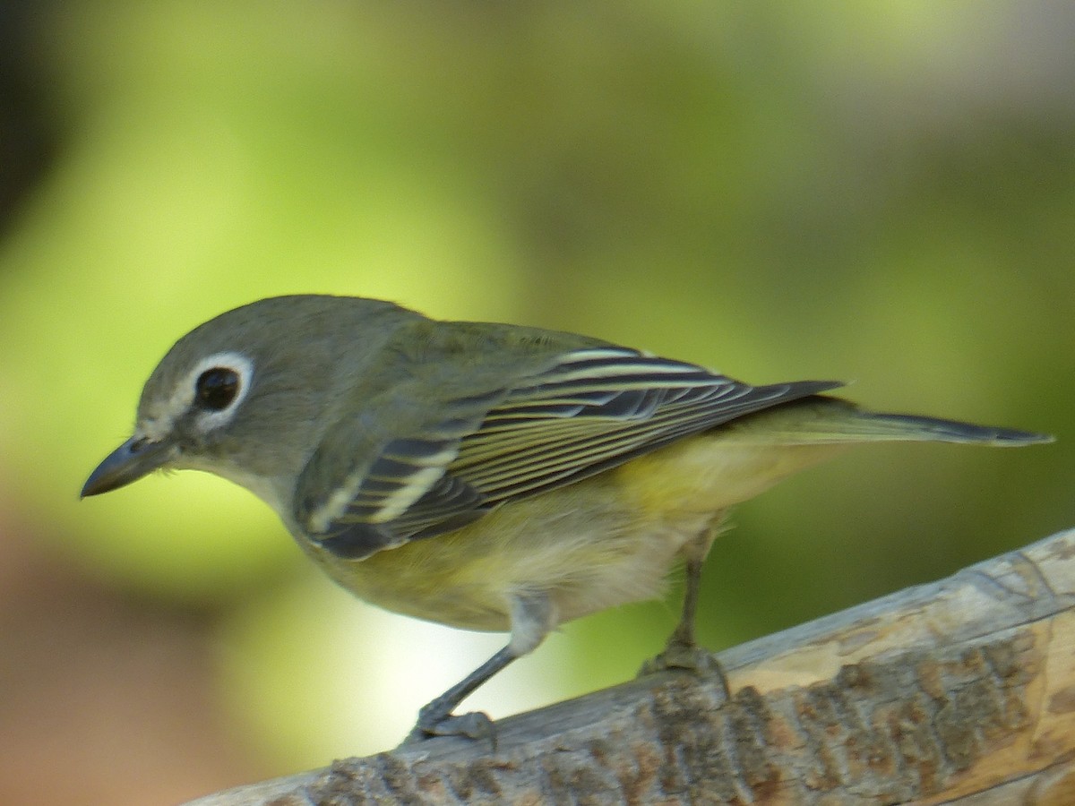 Cassin's Vireo - ML641038917