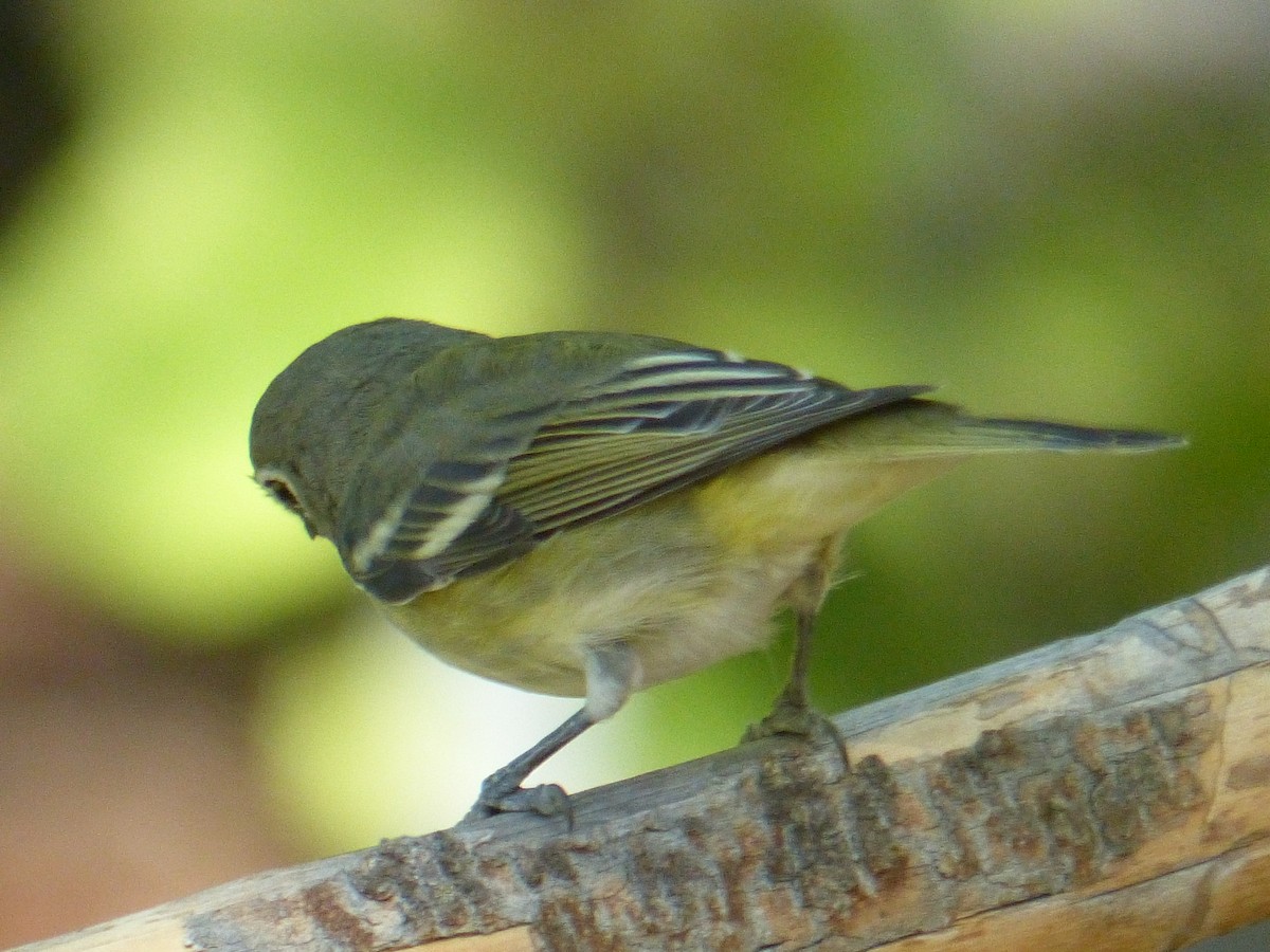 Cassin's Vireo - ML641038918