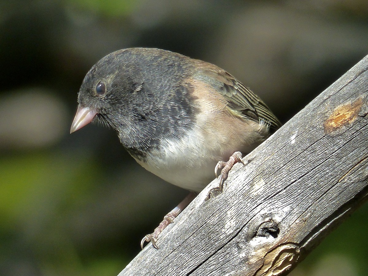 Dark-eyed Junco - ML641038947