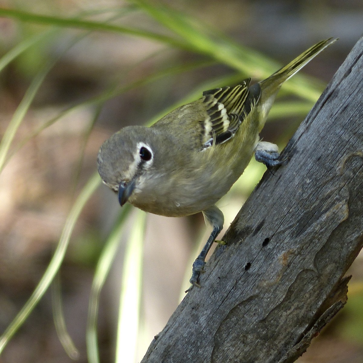 Cassin's Vireo - ML641038971