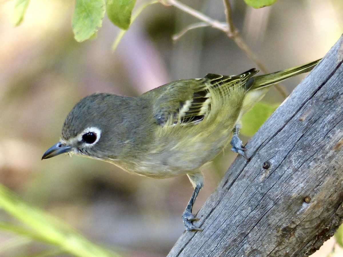 Cassin's Vireo - ML641038975