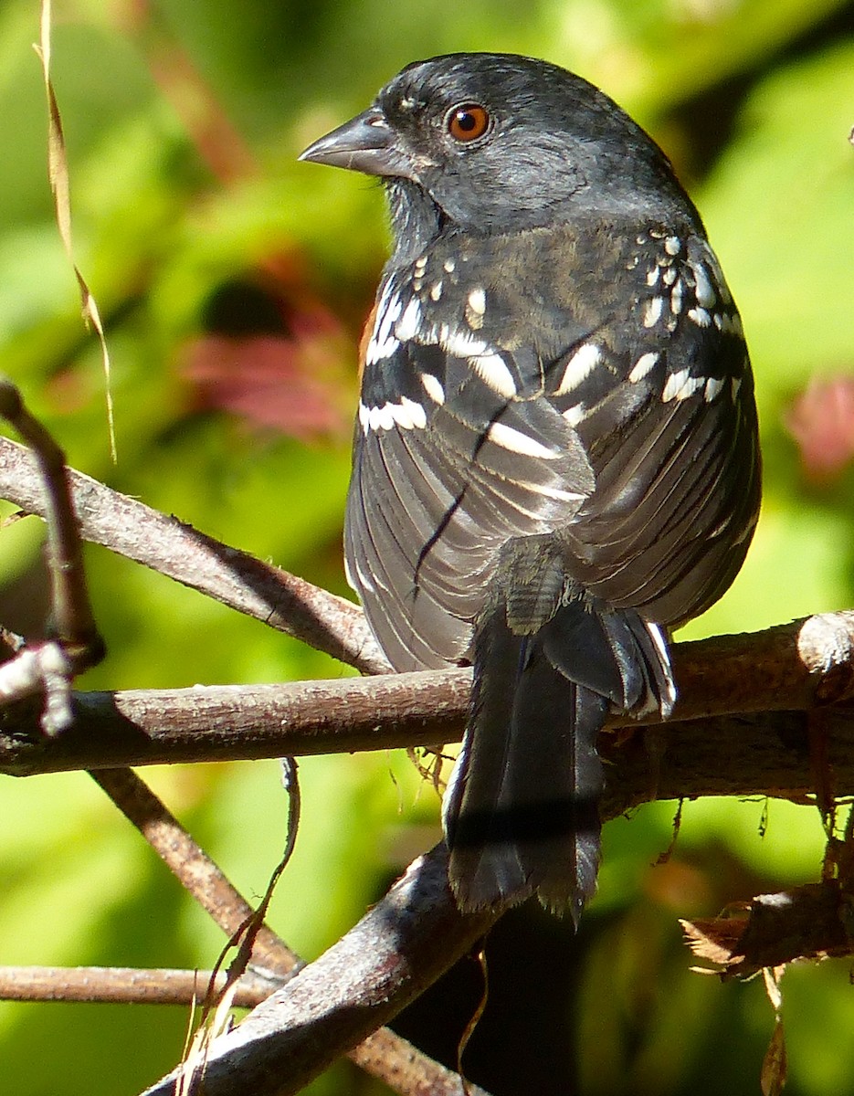 Spotted Towhee - ML641038977