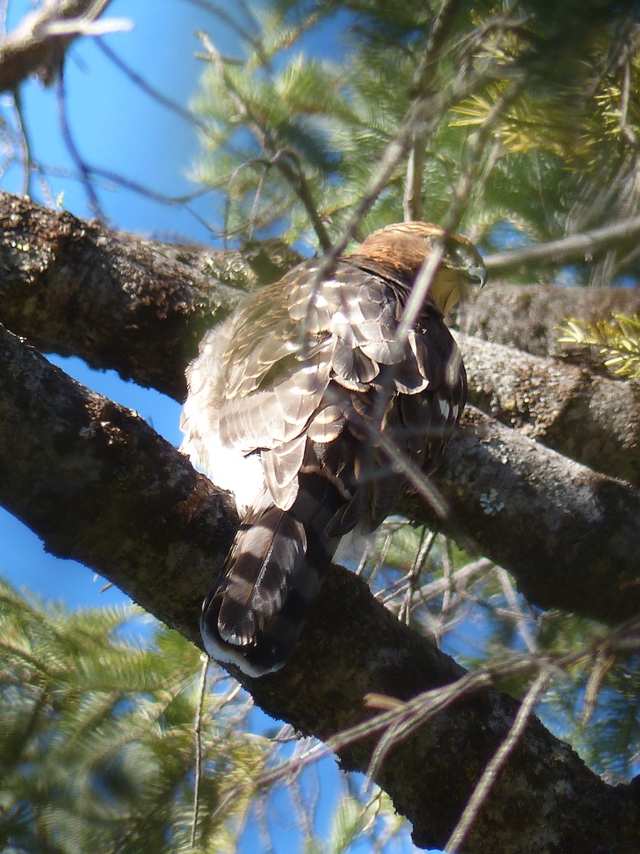 Cooper's Hawk - ML641038985