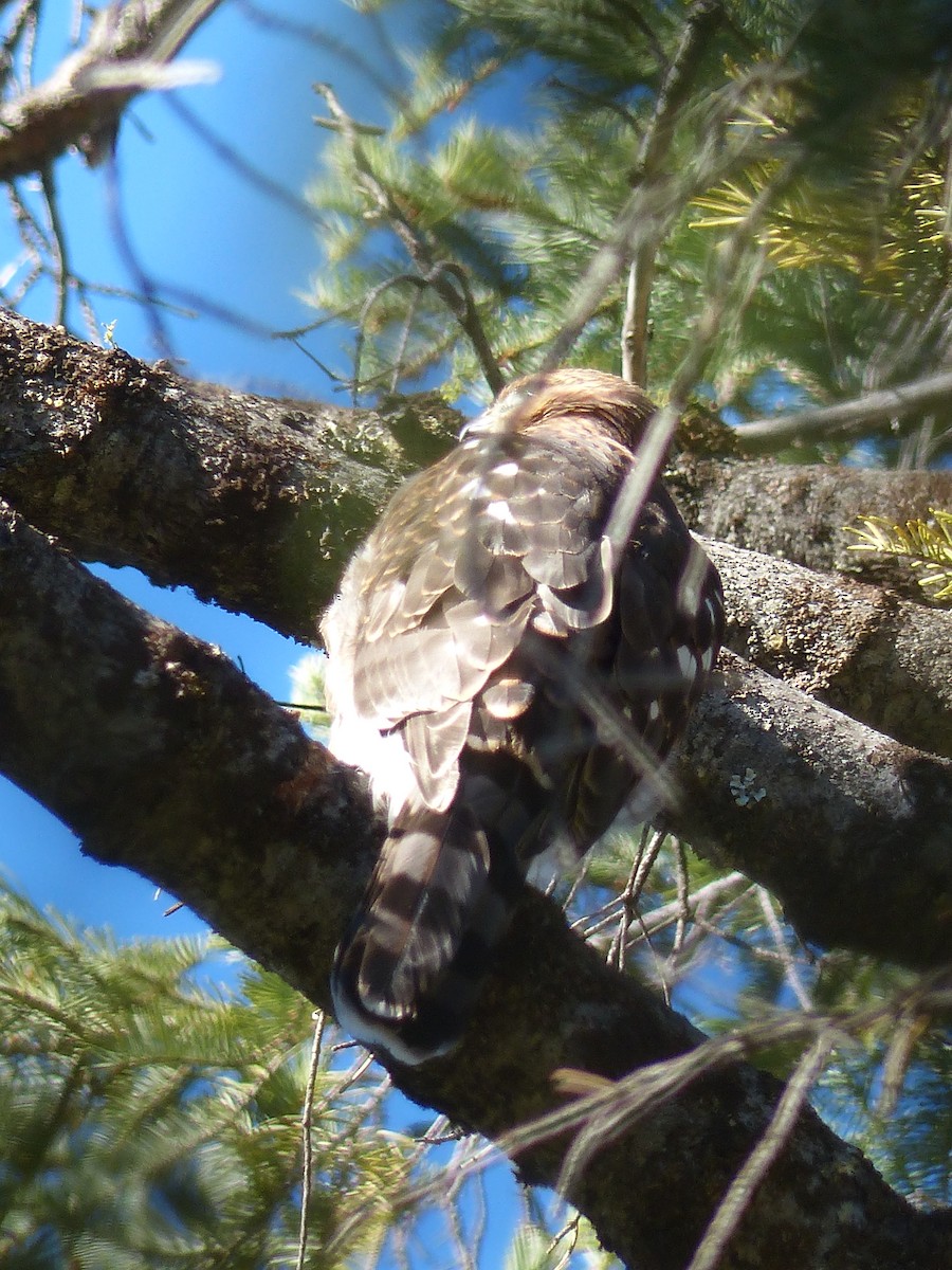 Cooper's Hawk - ML641038986