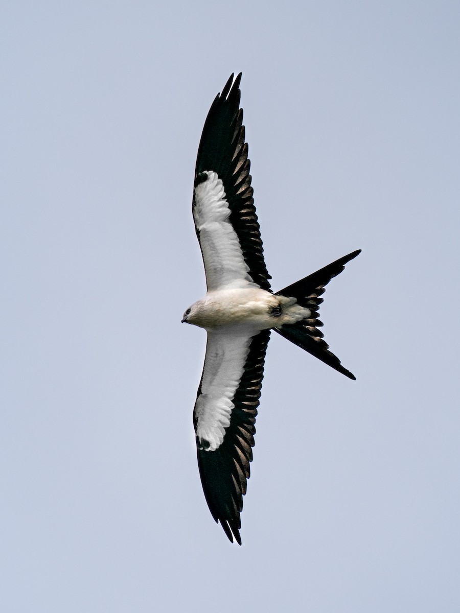 Swallow-tailed Kite - ML641039024
