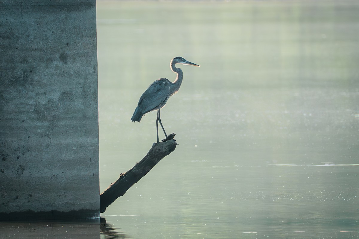 Great Blue Heron - ML641039028