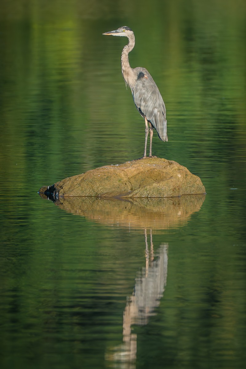 Great Blue Heron - ML641039029