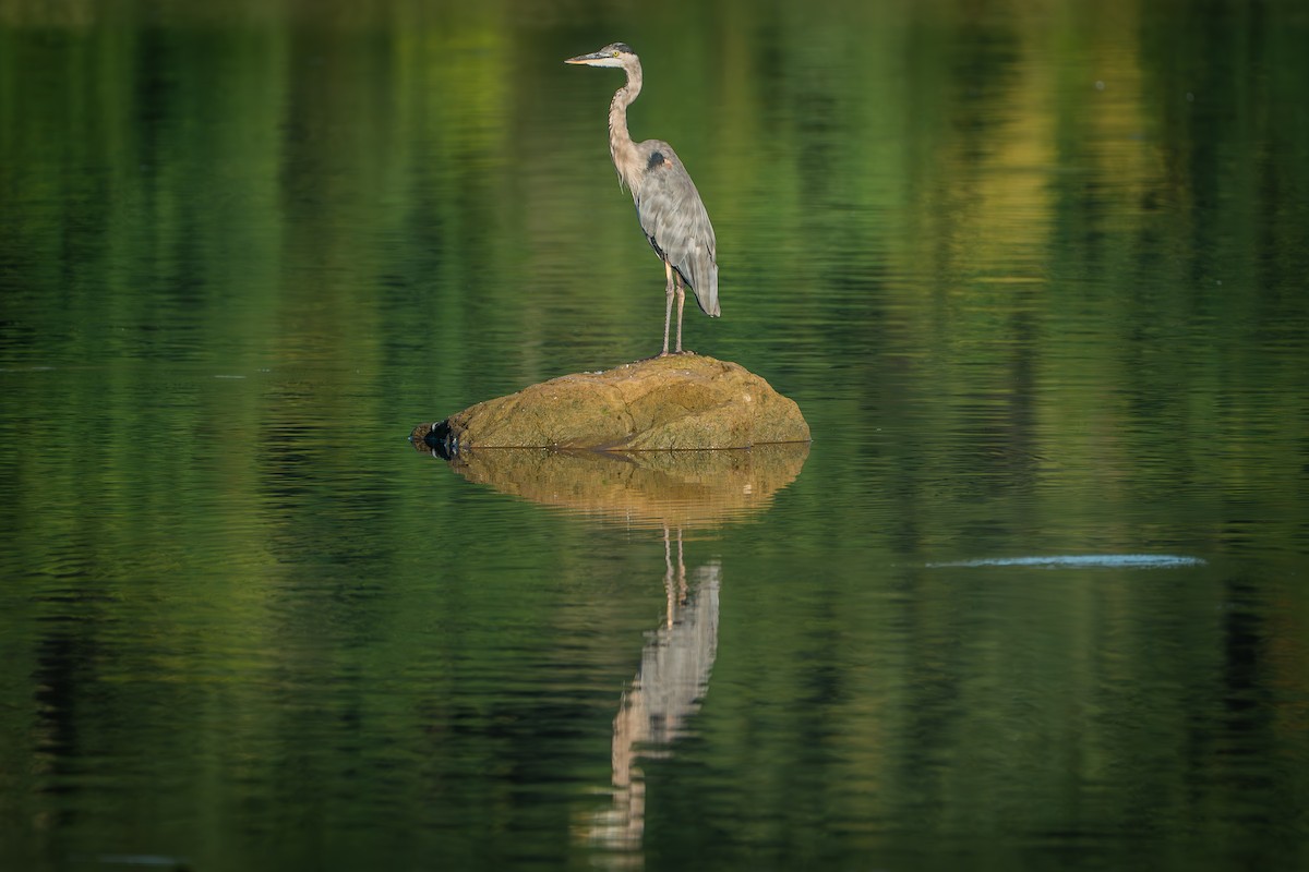 Great Blue Heron - ML641039030