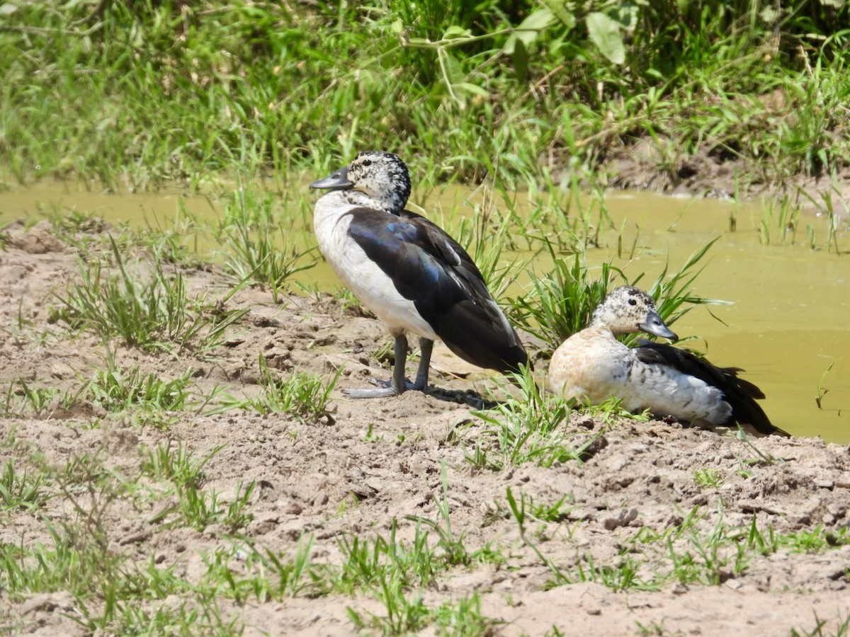 Knob-billed Duck - ML641039033