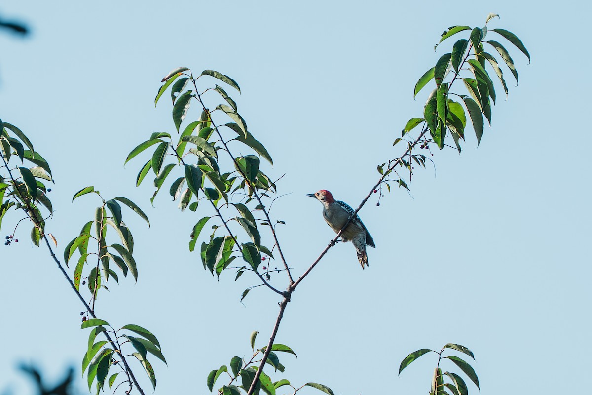 Red-bellied Woodpecker - ML641039037