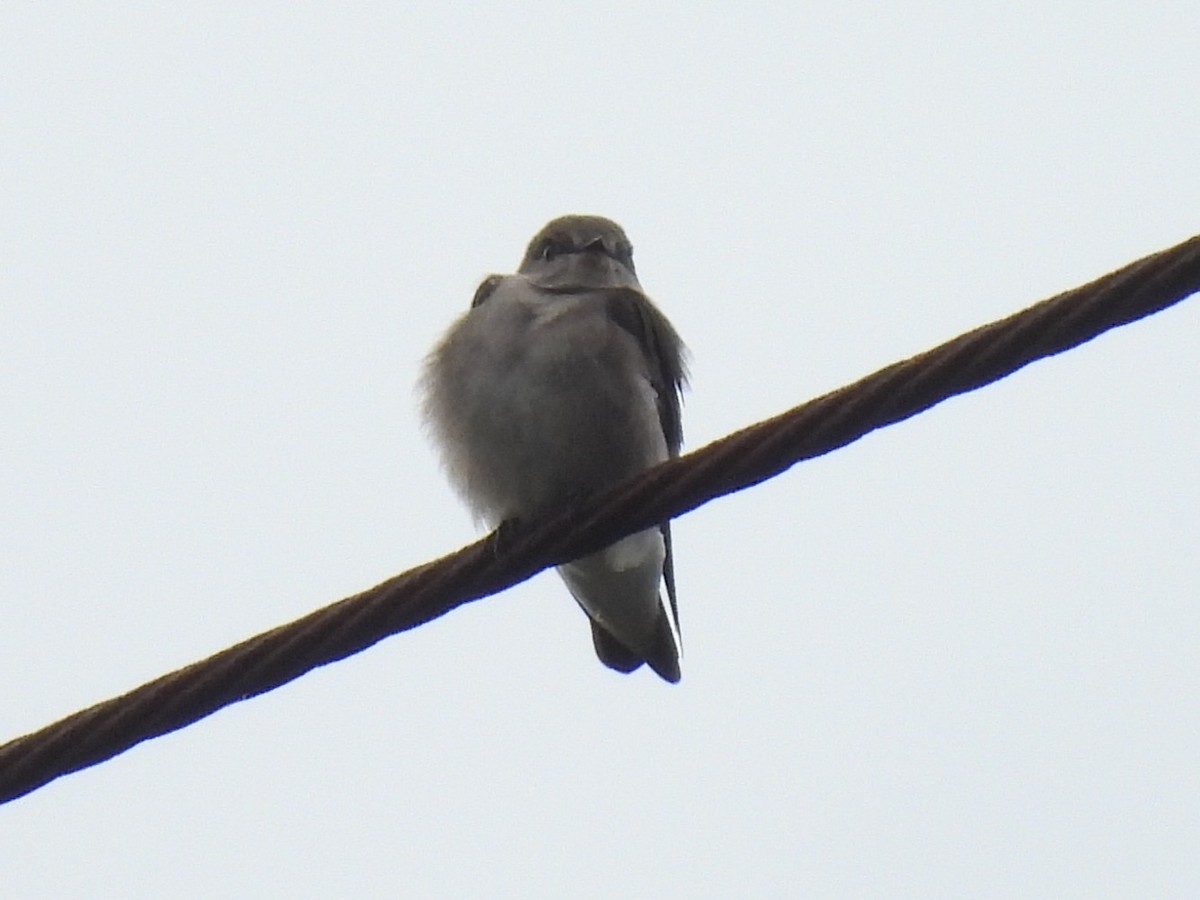Northern Rough-winged Swallow - ML641039038