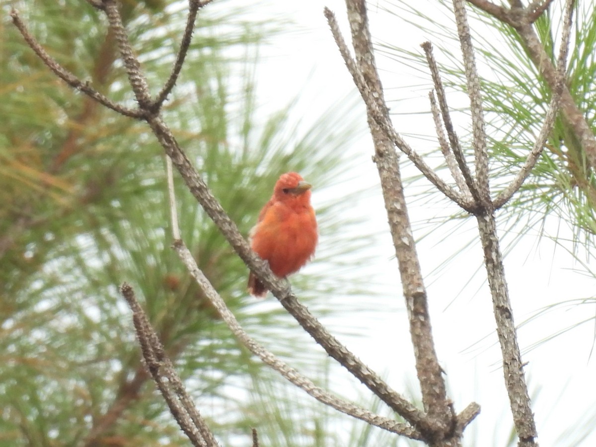 Summer Tanager - ML641039039