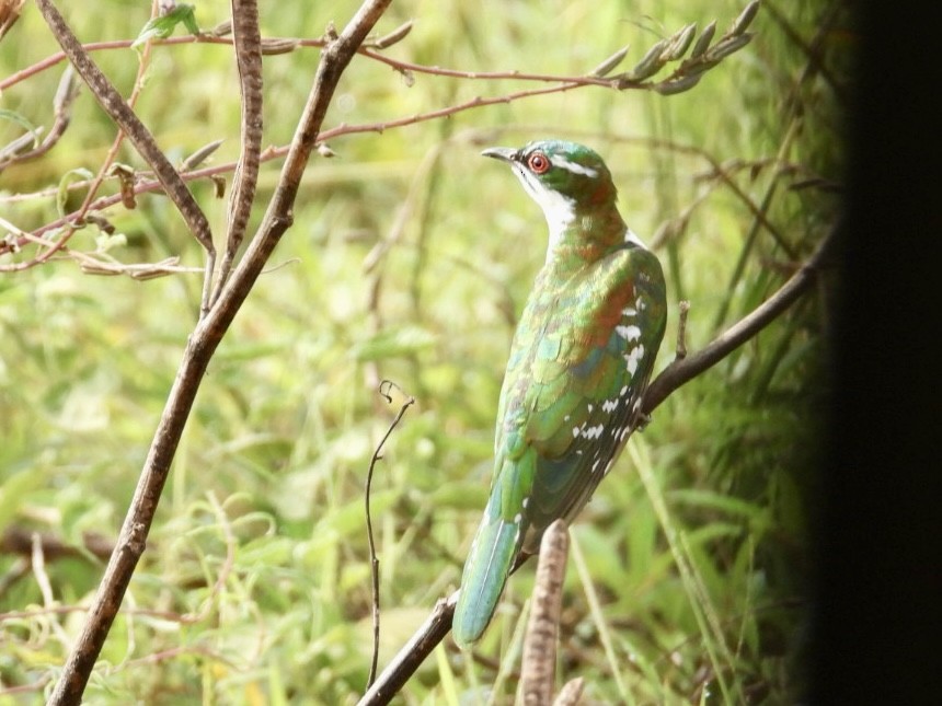 Dideric Cuckoo - ML641039042
