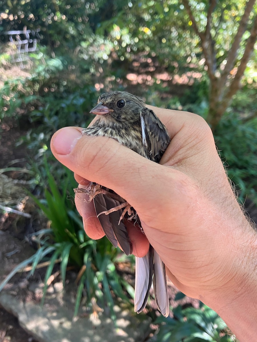 Dark-eyed Junco (Oregon) - ML641039049