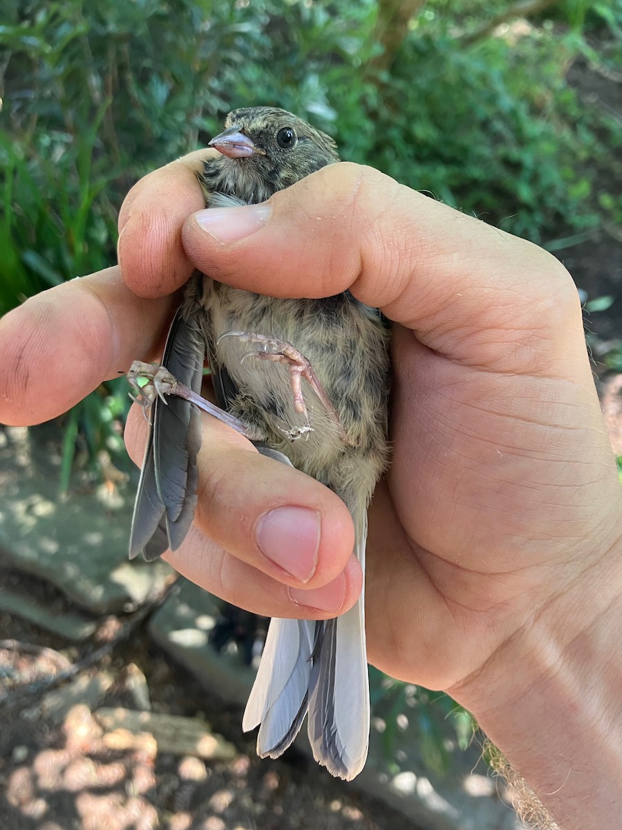 Dark-eyed Junco (Oregon) - ML641039050