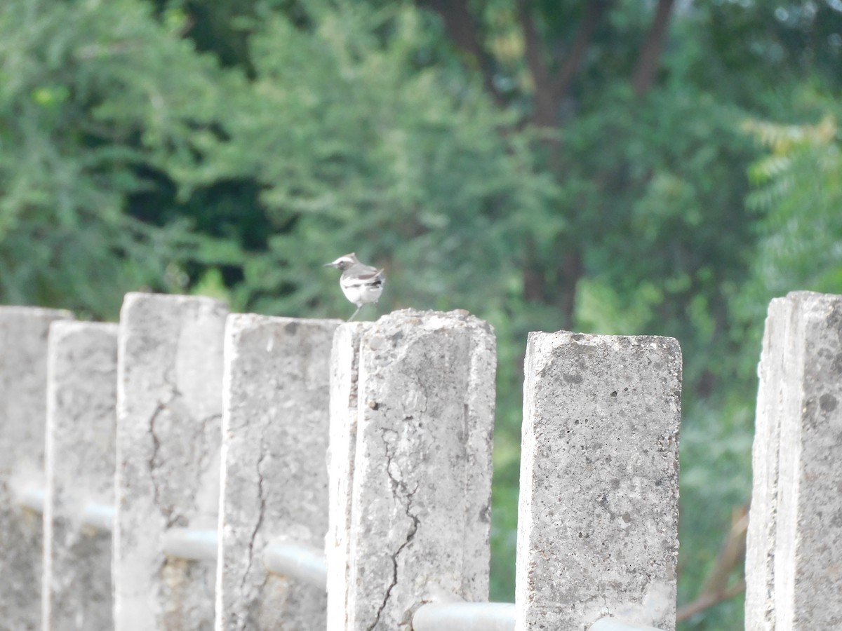 White-browed Wagtail - ML641039054