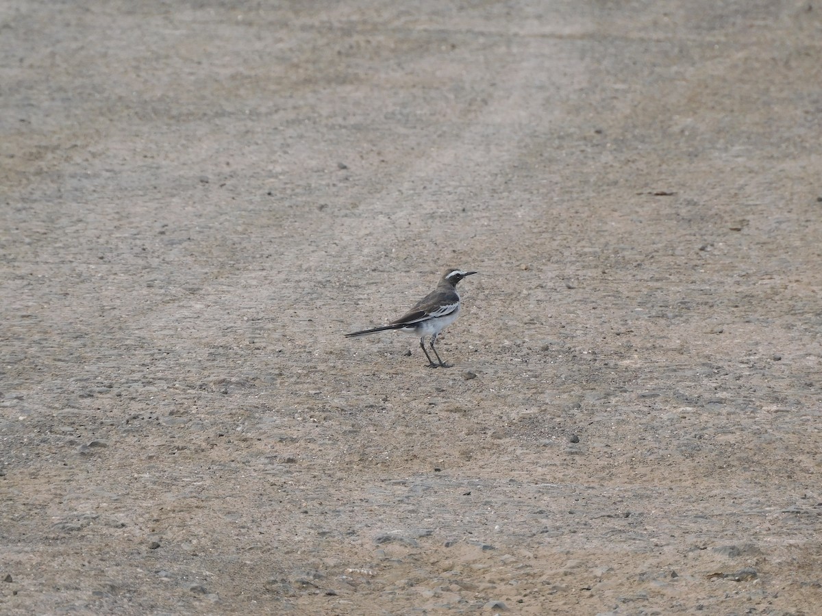 White-browed Wagtail - ML641039055