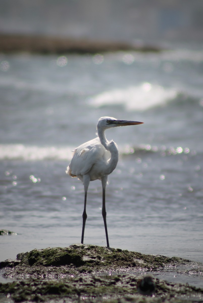 Great Blue Heron (Great White) - ML641039063