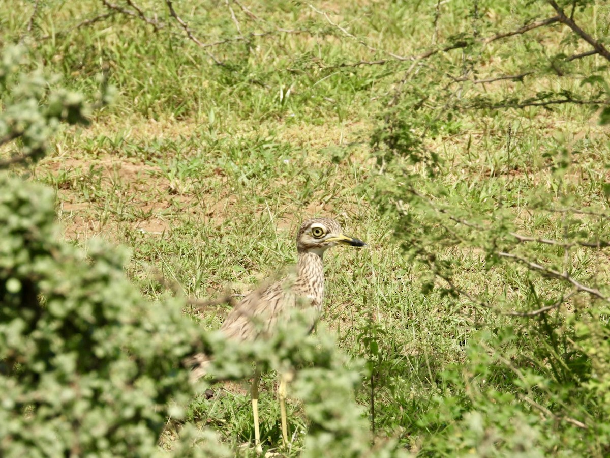 Senegal Thick-knee - ML641039103