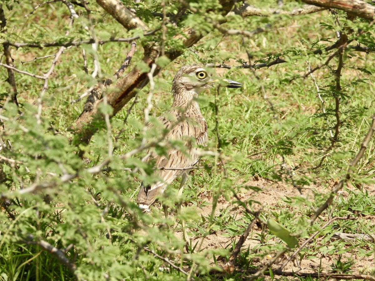 Senegal Thick-knee - ML641039104