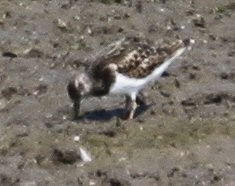 Ruddy Turnstone - ML641039110