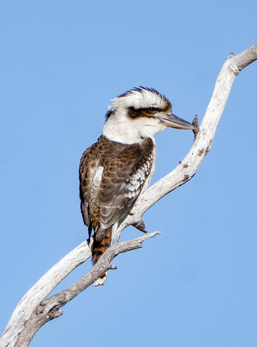 Cucaburra Común - ML641039119