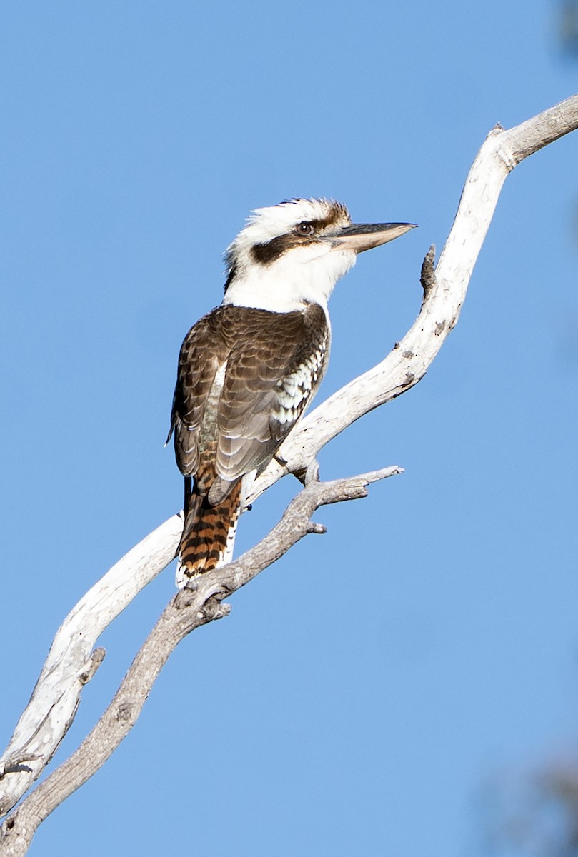 Cucaburra Común - ML641039121