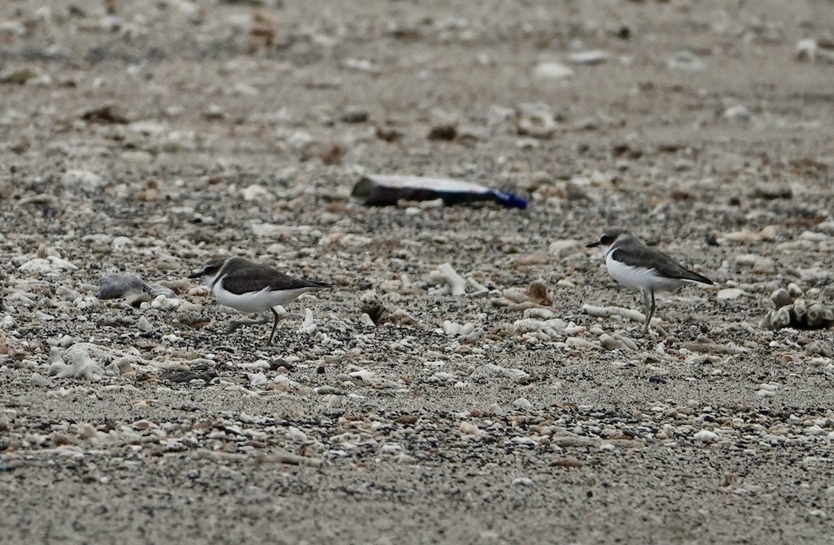 Javan Plover - ML641039125