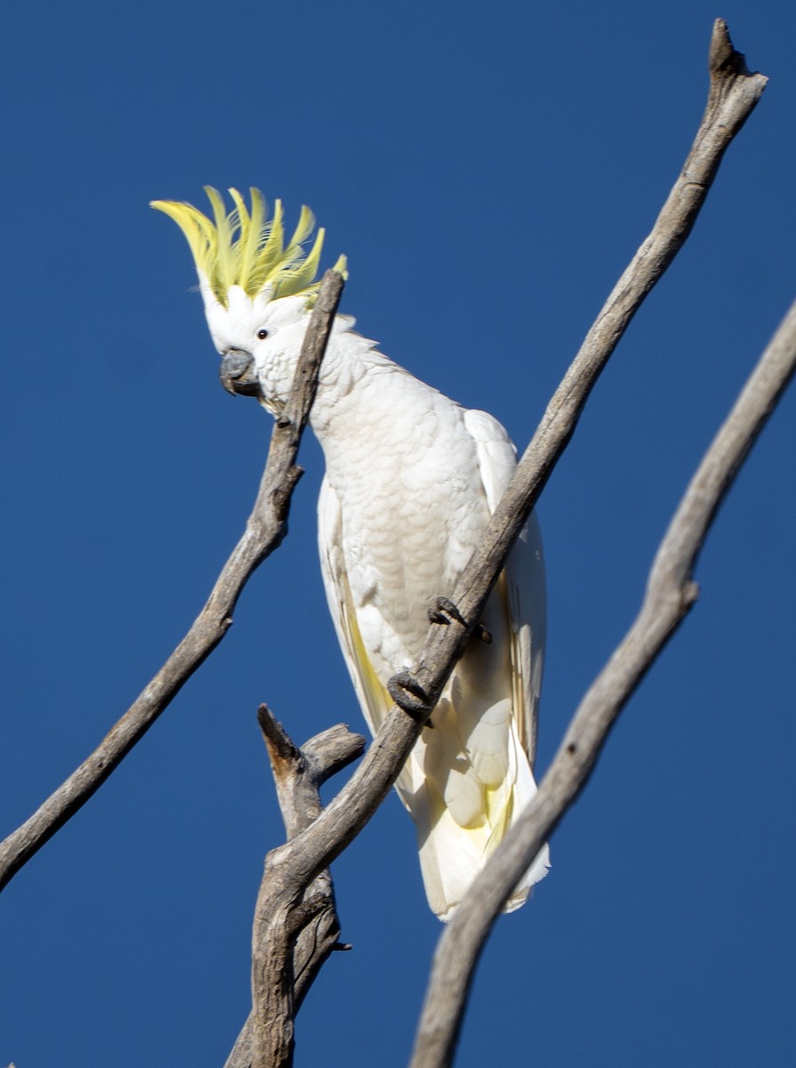 Cacatúa Galerita - ML641039129