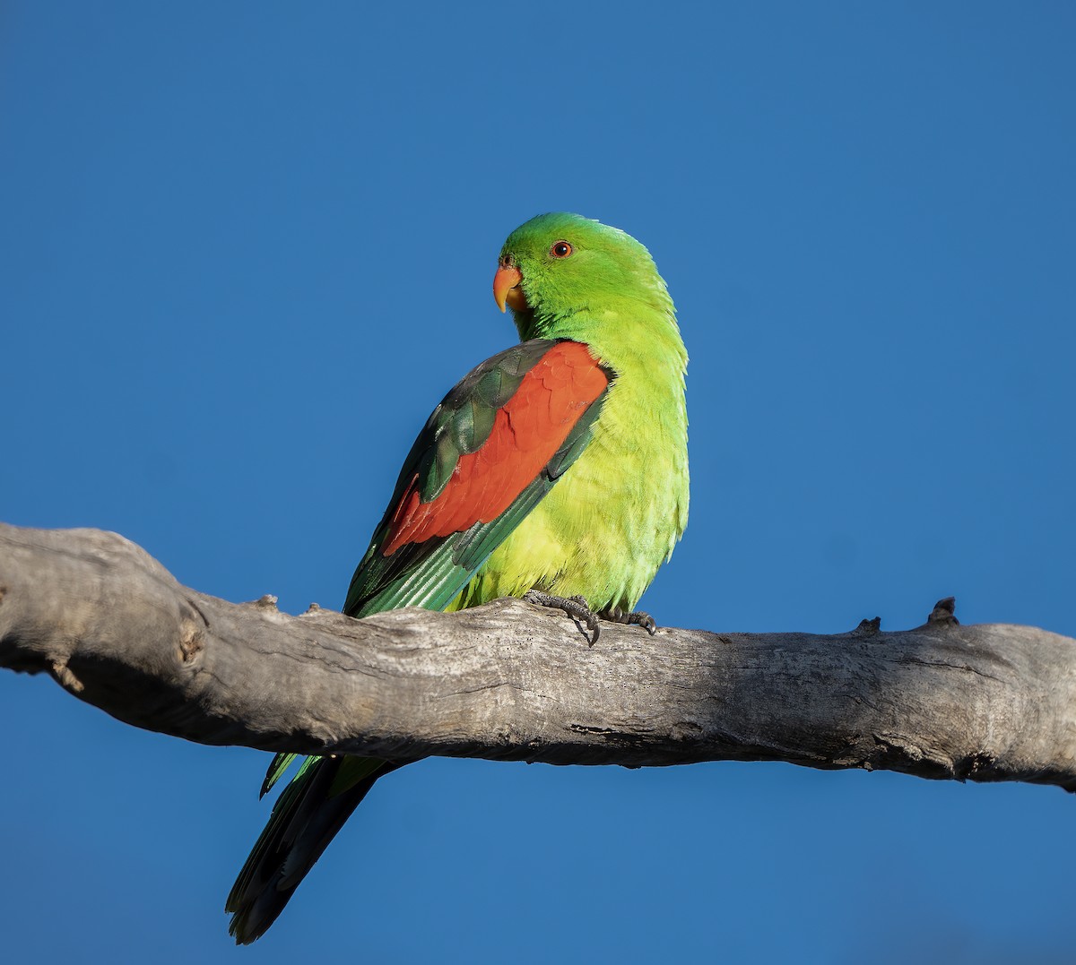 Papagayo Alirrojo - ML641039135