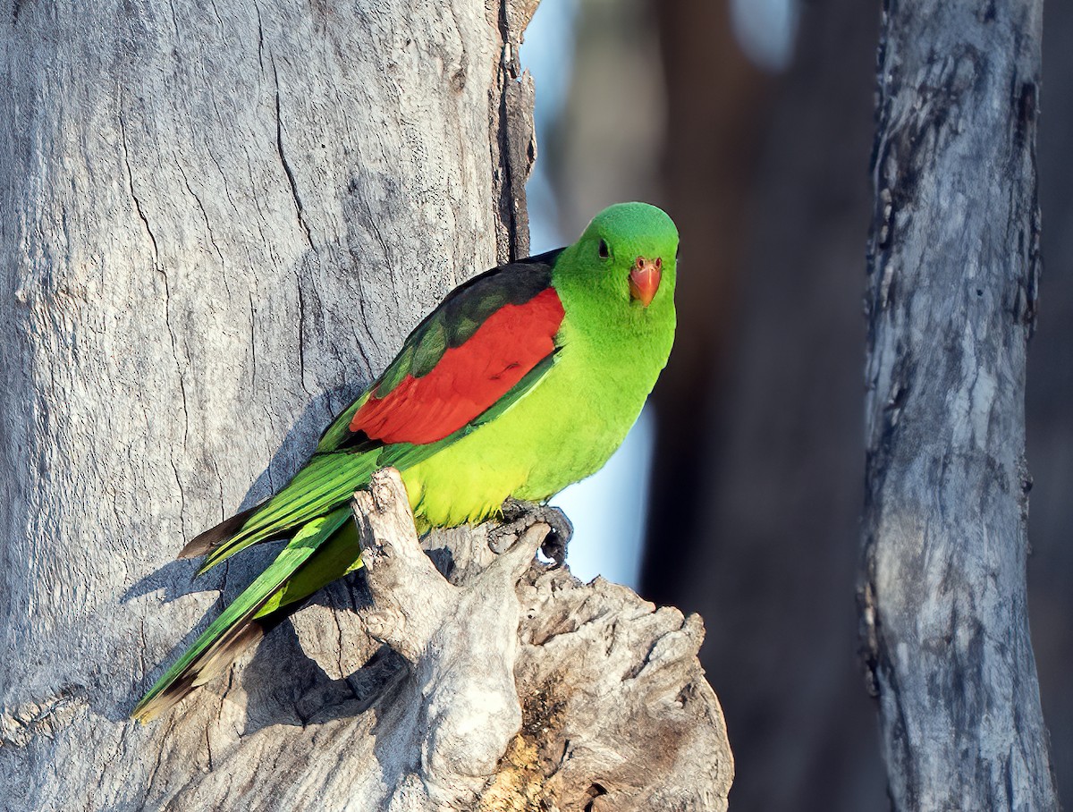 Papagayo Alirrojo - ML641039141