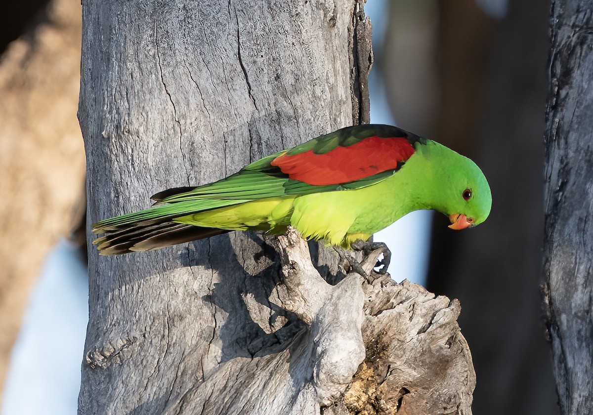 Papagayo Alirrojo - ML641039142